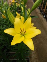 [5053 Mynnou No02.JPG]